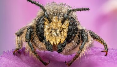 Incredible Finalists of the 2025 Close Up Photographer of the Year Contest