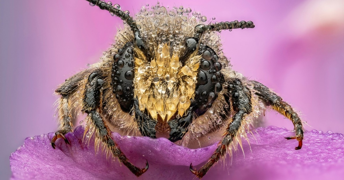 Incredible Finalists of the 2025 Close Up Photographer of the Year Contest