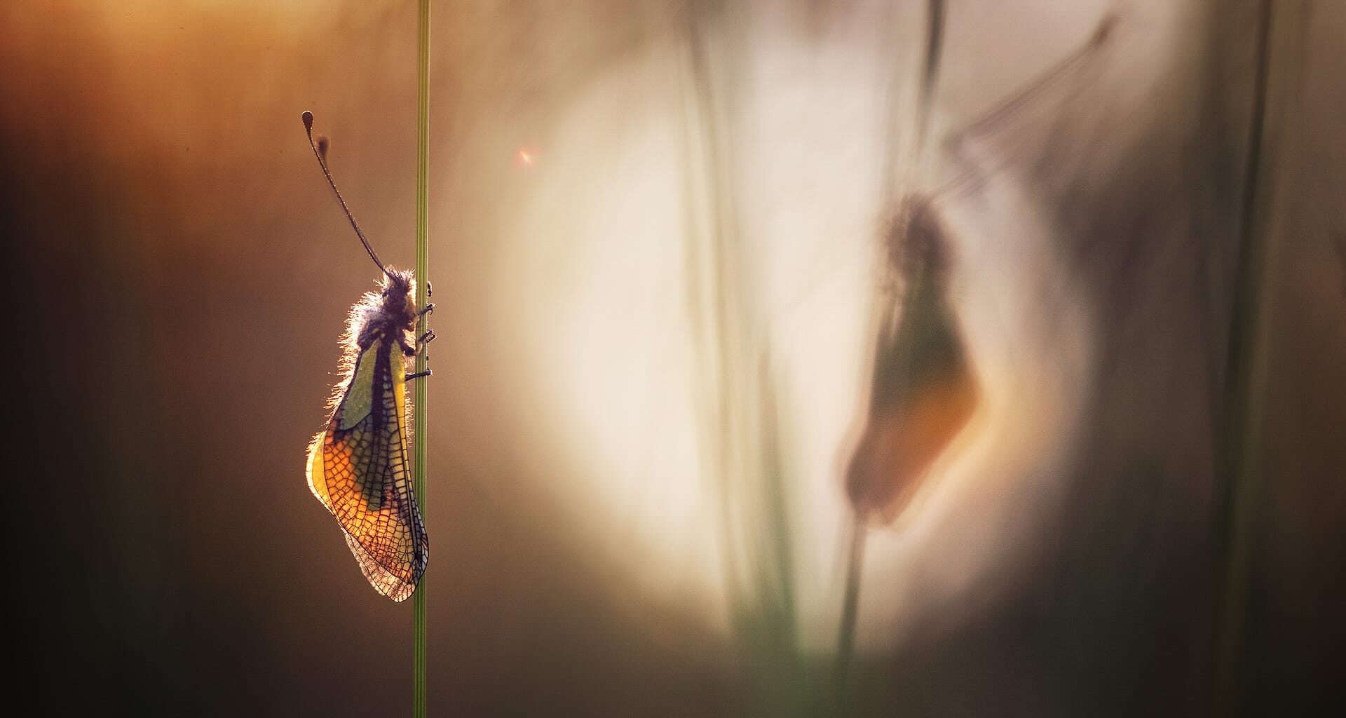a photo by Nicolas Reytet of a moth perched on a green stalk, looking at its own shadow