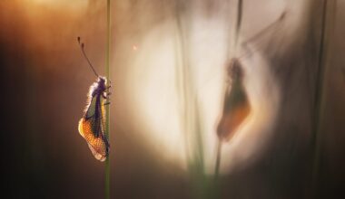 a photo by Nicolas Reytet of a moth perched on a green stalk, looking at its own shadow