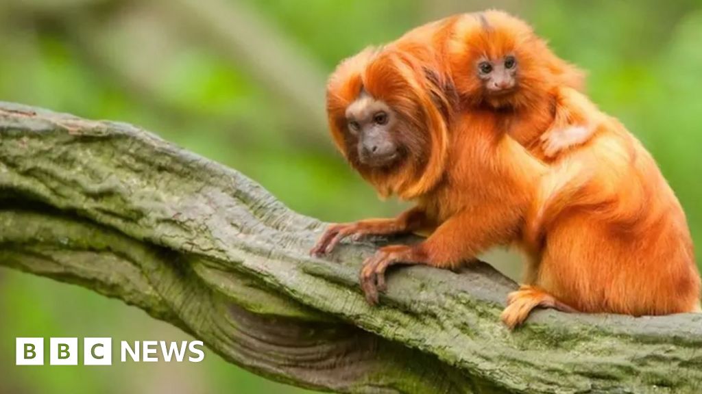 COP30 talks as Amazon tree-felling blamed for River Wye pollution