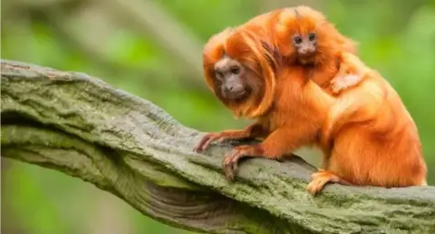 Getty Images A Golden Lion Tamarin and a baby on a tree branch 