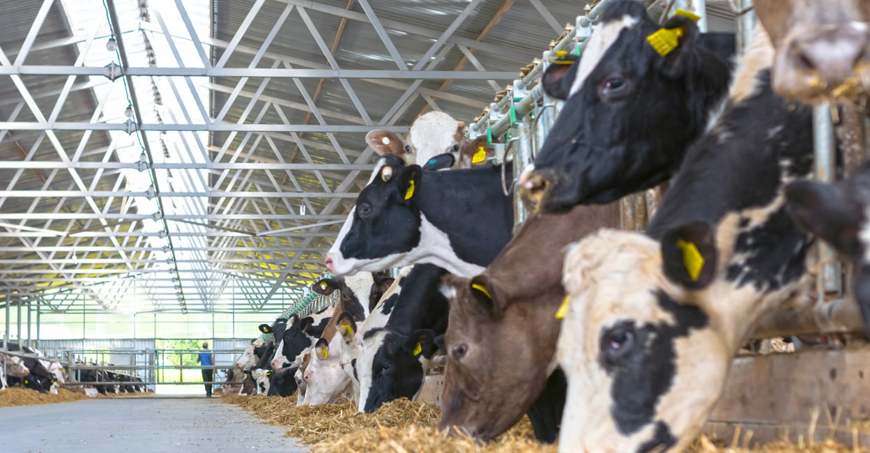 Cows at a dairy farm in Kerala. For representational purpose only: Manorama