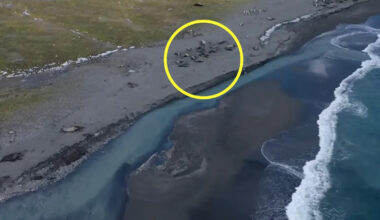 Aerial footage reveals alarming phenomenon on remote island: 'Felt for years'