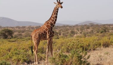 Long Legs Key to Energy Efficiency and Survival