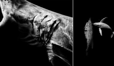 A black and white split image: on the left, a shark with deep claw marks on its side; on the right, a small whale seen from above, swimming in dark water.