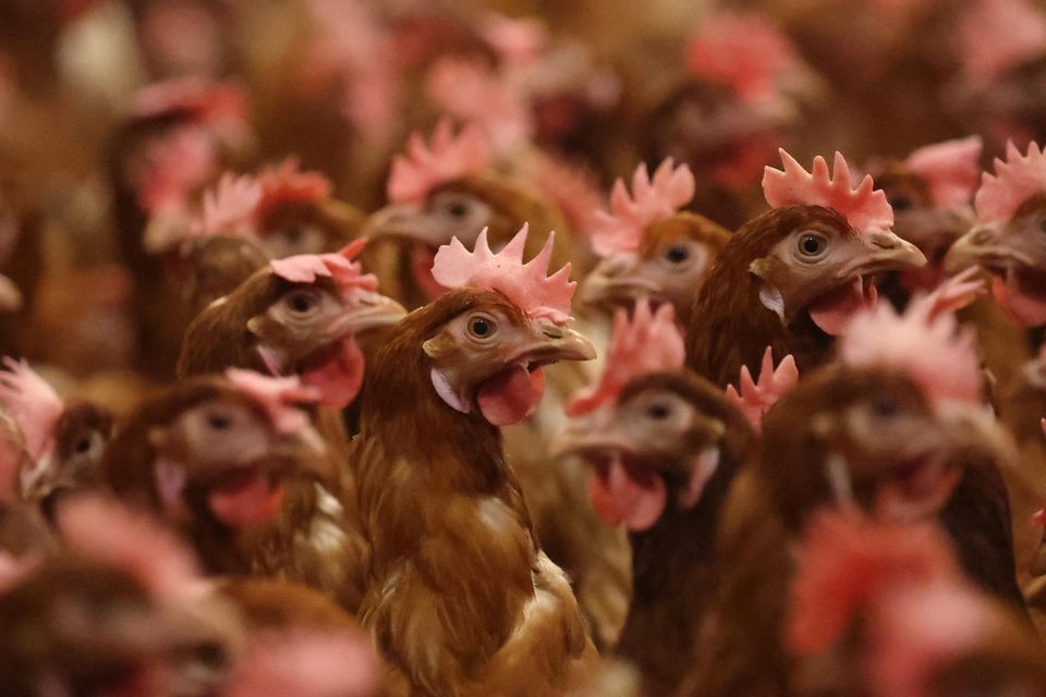 Bird flu poses a serious threat to wild birds and poultry farmers. Photo: Stock