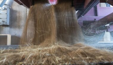 China Seeks to Buy US Wheat for First Time in a Year After Truce