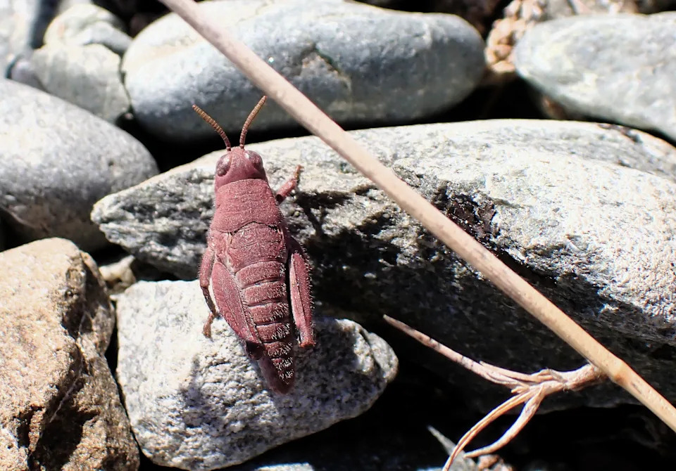 Close up of a pink robust grasshopper from above.