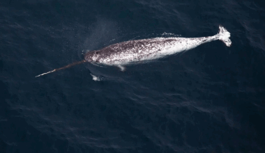 Narwhals Keep Body-Slamming Scientific Gear, and It's Killing Them