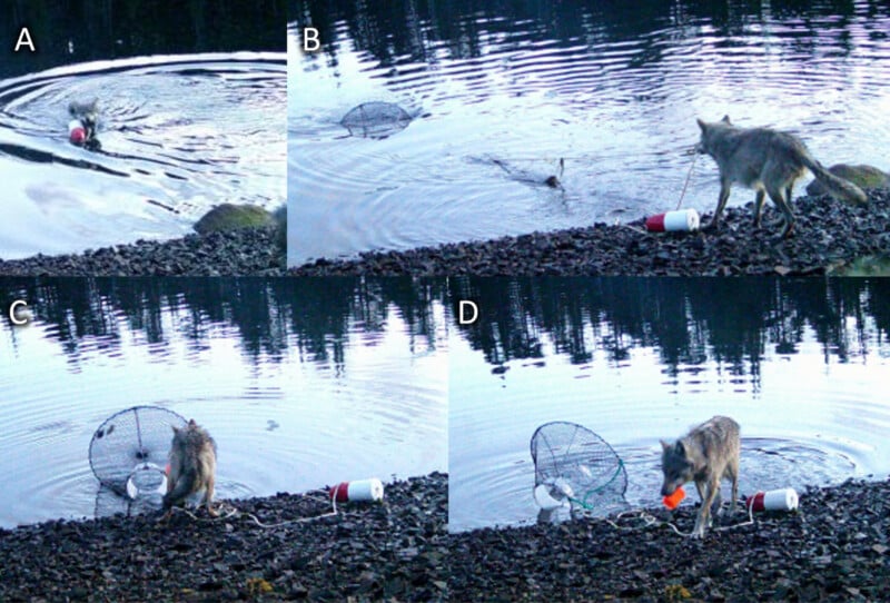 A sequence of four photos shows a wolf interacting with a floating crab trap on the shoreline of a calm lake, finally retrieving an orange object from the trap.