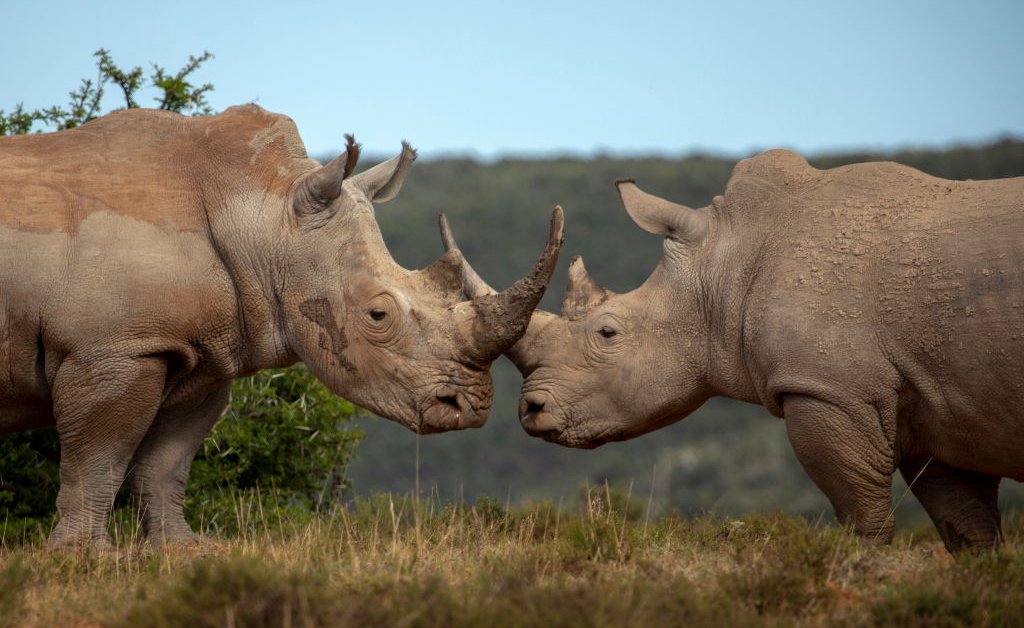 When the Rule of Law Defends the Environment