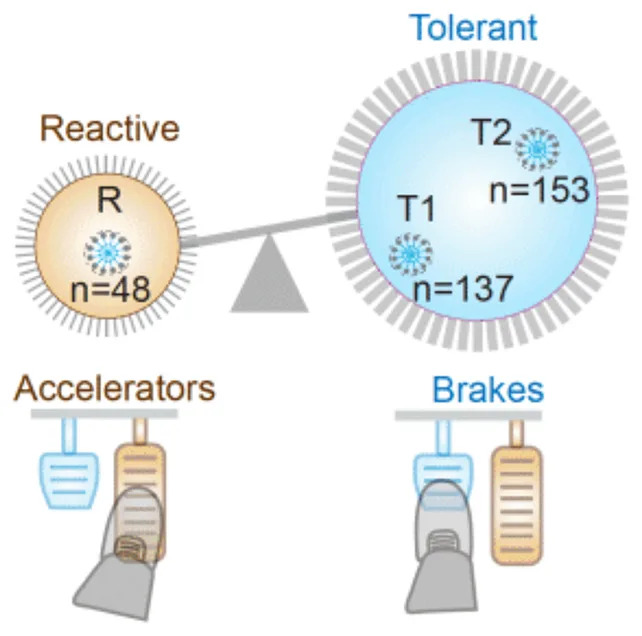Macrophage diagram