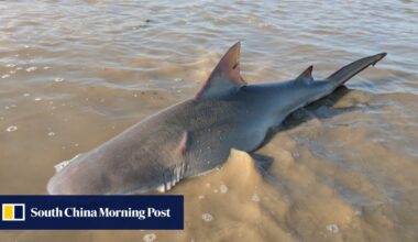 Bull shark found stranded in Hong Kong mudflats returned to sea by residents