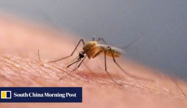 Chikungunya strikes two Hong Kong travellers as infection count rises to 70