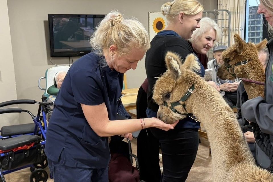 Alpacas visited residents at Greenpark Nursing Home in Tuam PIC CREDIT:Facebook/Greenpark Nursing Home