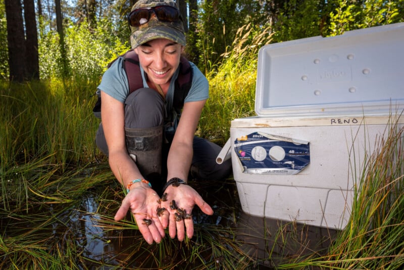 A smiling person in outdoor gear kneels in a grassy wetland, cupping small frogs or toads in their hands, with a white cooler labeled "Reno" beside them. Sunlight filters through the surrounding trees.