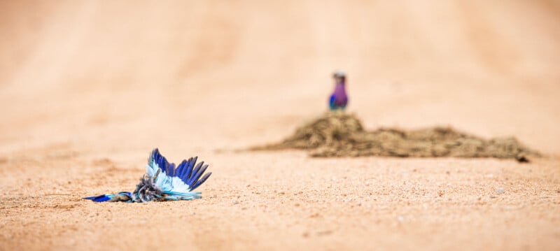A vibrant blue bird lies lifeless on a sandy road, while another bird stands in the background, slightly out of focus, seemingly observing the scene.