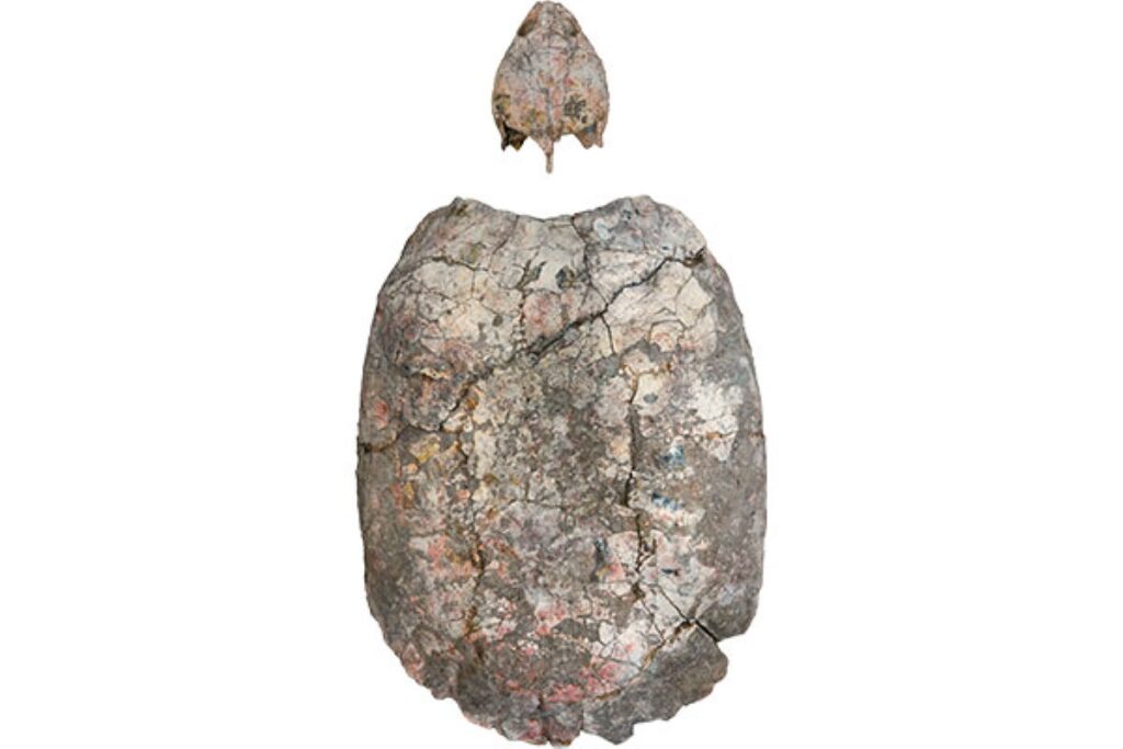 Skull of Shakiremys colombiana