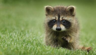 City Raccoons Are Domesticating Themselves and Becoming Cuter In the Process