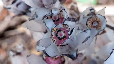Ghost flower: The unusual plant that heals pain and anxiety; rediscovered by the internet