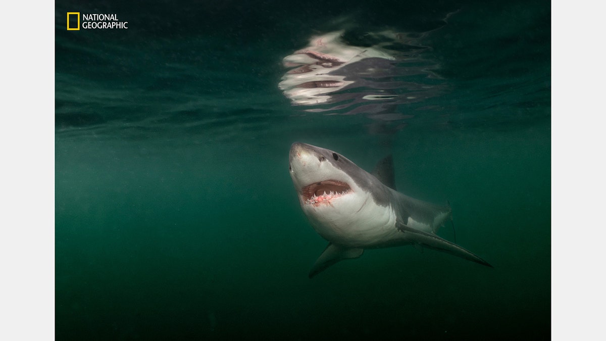 A great white shark shows its teeth while swimming in water