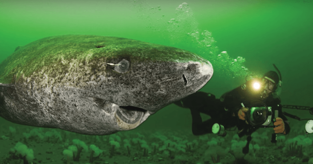 Image of a Greenland Shark swimming beside a human in a wetsuit holding an underwater camera