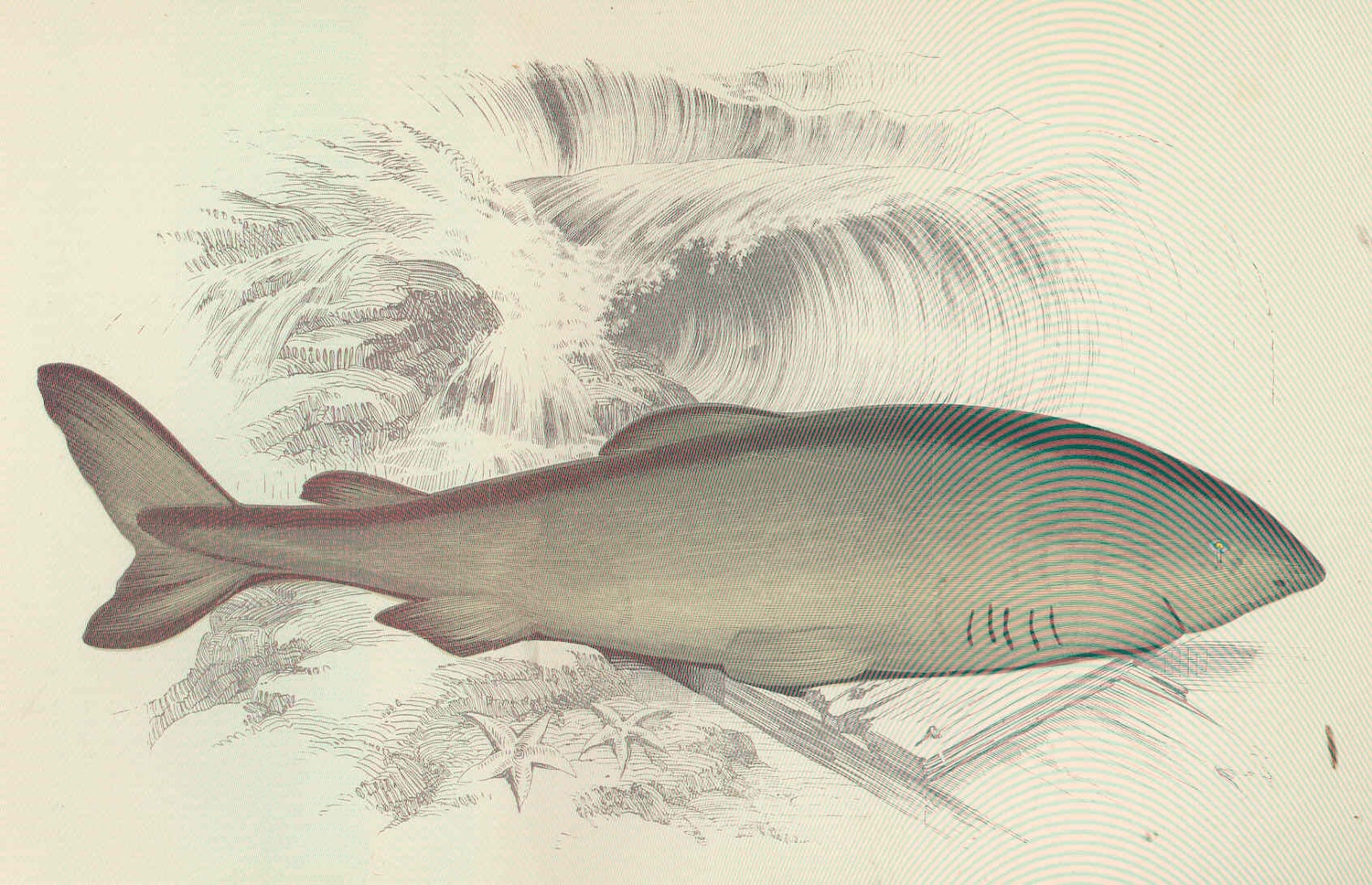 Illustration of the Greenland Shark from History of the Fishes of the British Islands (1877)