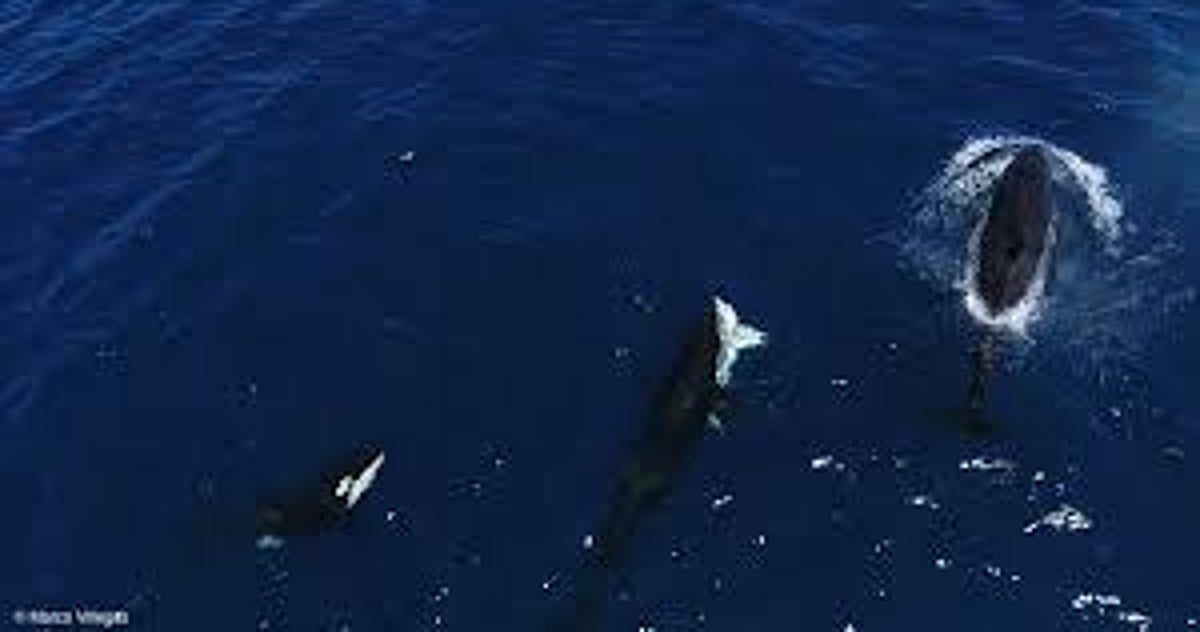 Orcas caught on camera hunting great white sharks off Mexico in the first recorded attack