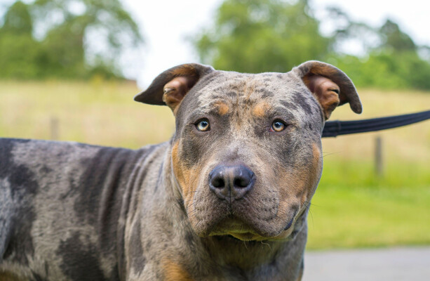 Two people arrested after an XL Bully killed a nine-month-old boy in Wales - The Journal