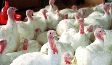 Third bird flu outbreak confirmed on commercial turkey farm in less than a week - The Journal