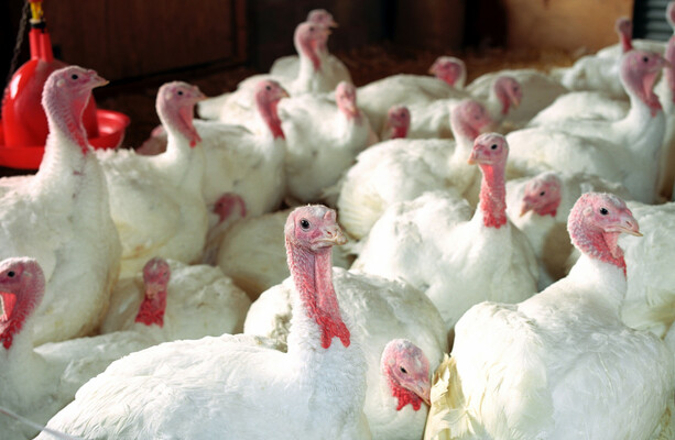 Third bird flu outbreak confirmed on commercial turkey farm in less than a week - The Journal