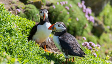 Puffins have made a return to a tiny, remote island off the Antrim coast