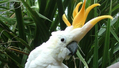 Dublin Zoo names critically endangered parrot ‘Troy’ in honour of Ireland’s hat trick hero - The Journal