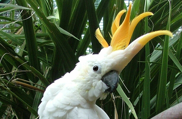 Dublin Zoo names critically endangered parrot ‘Troy’ in honour of Ireland’s hat trick hero - The Journal