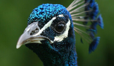 Peter McVerry Trust spent money on peacock enclosure and €300k on a driveway - The Journal