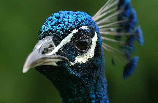 Peter McVerry Trust spent money on peacock enclosure and €300k on a driveway - The Journal