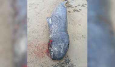 Whale carcass found on Donegal beach identified as Arctic species never before seen in Irish waters