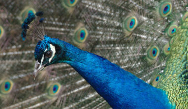 Taoiseach criticises Peter McVerry Trust for constructing peacock enclosure - The Journal