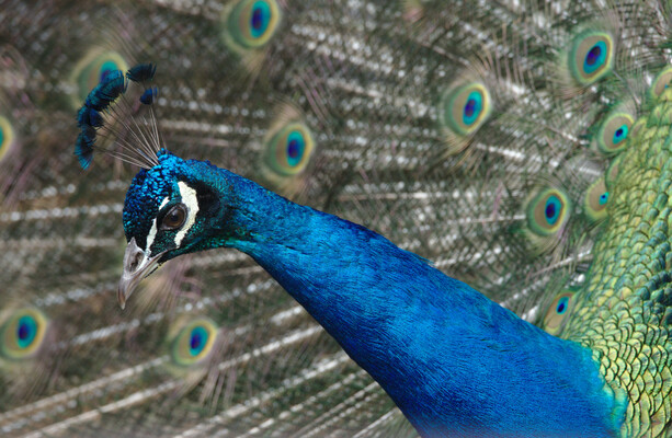 Taoiseach criticises Peter McVerry Trust for constructing peacock enclosure - The Journal