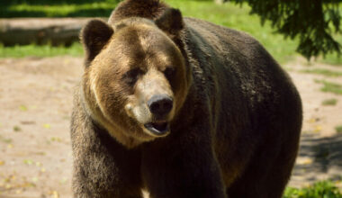 Grizzly bear attacks group of school children in Canada, leaving 11 people injured - The Journal