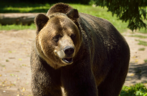 Grizzly bear attacks group of school children in Canada, leaving 11 people injured - The Journal