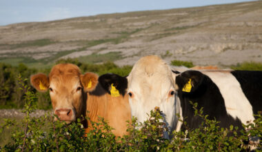 Nitrates derogation could be extended by three years after proposal backed by European Commission - The Journal