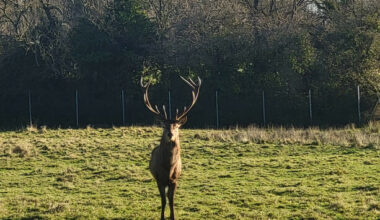 Shock as stag beheaded in north Dublin parkland in 'premeditated' killing - The Journal