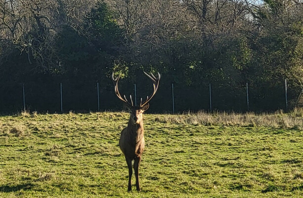 Shock as stag beheaded in north Dublin parkland in 'premeditated' killing - The Journal