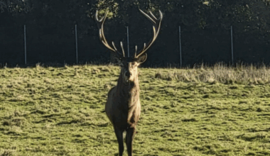 Stag likely beheaded in Dublin parkland so antlers could be used as 'sick trophy' - The Journal