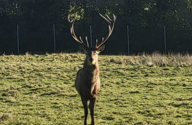 Stag likely beheaded in Dublin parkland so antlers could be used as 'sick trophy' - The Journal