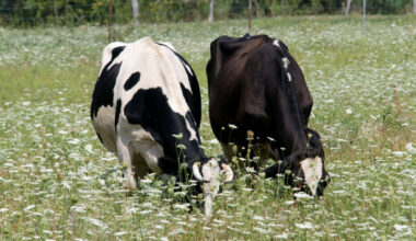 First suspected bluetongue outbreak in Northern Ireland under investigation - The Journal