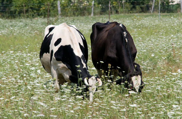 First suspected bluetongue outbreak in Northern Ireland under investigation - The Journal