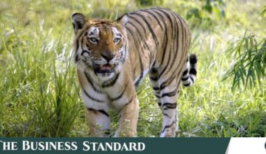 How superstition and stigma punish the tiger widows of the Sundarbans